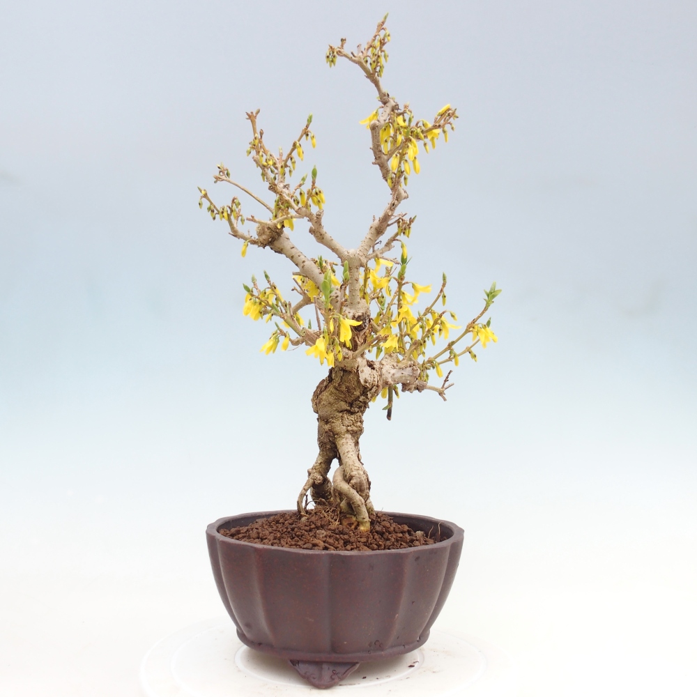 Venkovní bonsai - Zlatice - Forsythia koreana