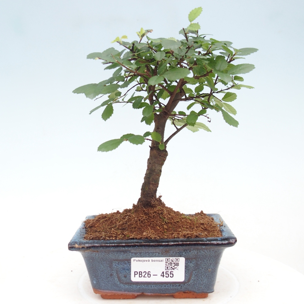 Pokojová bonsai - Ulmus parvifolia - Malolistý jilm