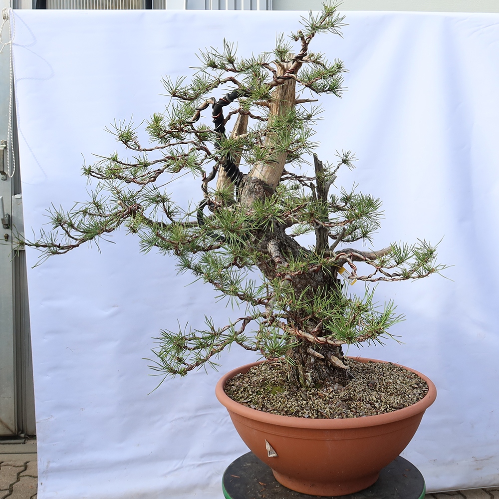 Pinus sylvestris Španělsko - borovice lesní