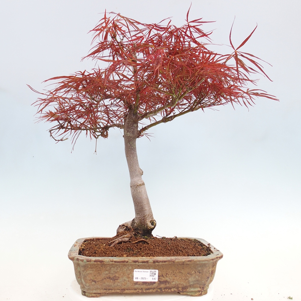 Venkovní bonsai - Javor dlanitolistý - Acer palmatum RED PYGMY