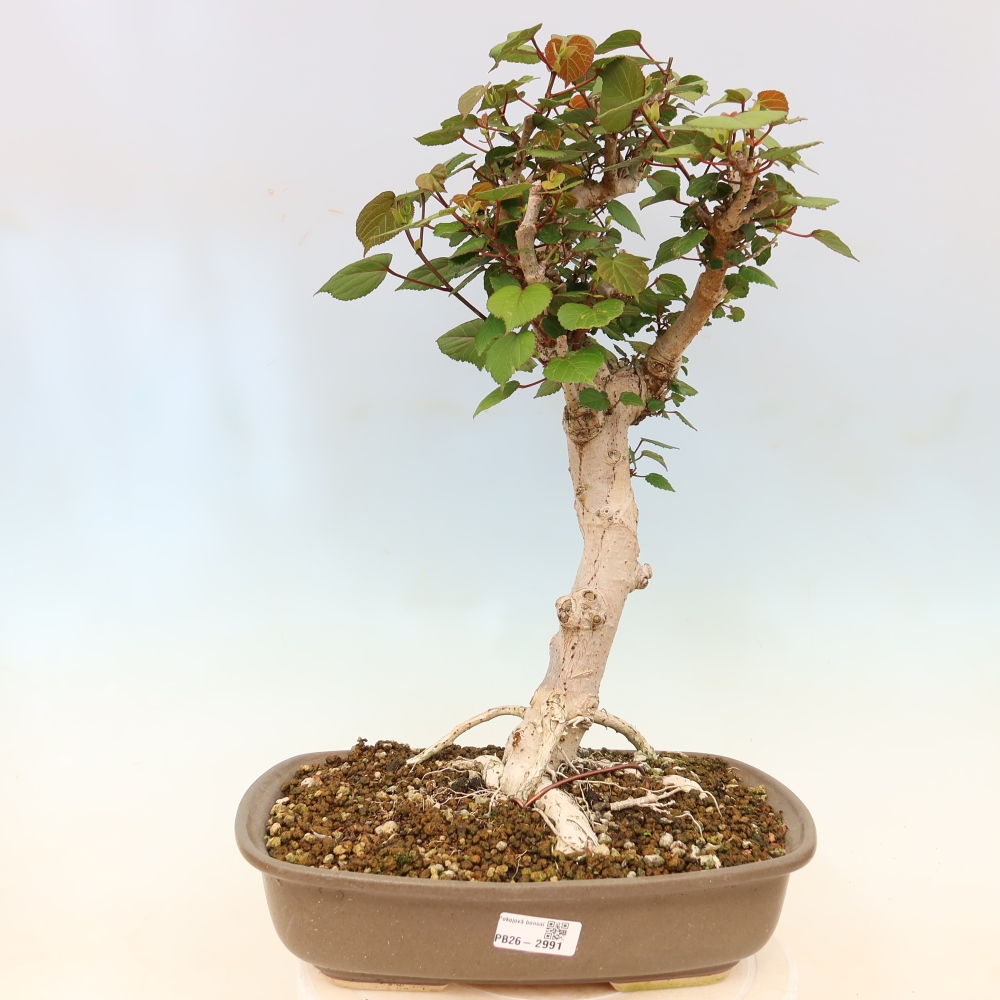 Pokojová bonsai - Hibiscus tiliaceus - Ibišek lípovitý, morský