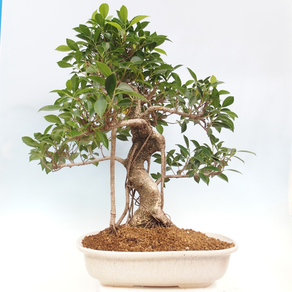 Pokojová bonsai - Ficus kimmen -  malolistý fíkus - POUZE OSOBNÍ ODBĚR nebo paletová přeprava