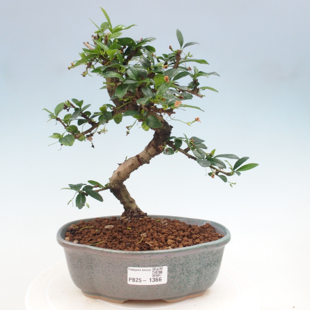 Pokojová bonsai - Carmona macrophylla - Čaj fuki