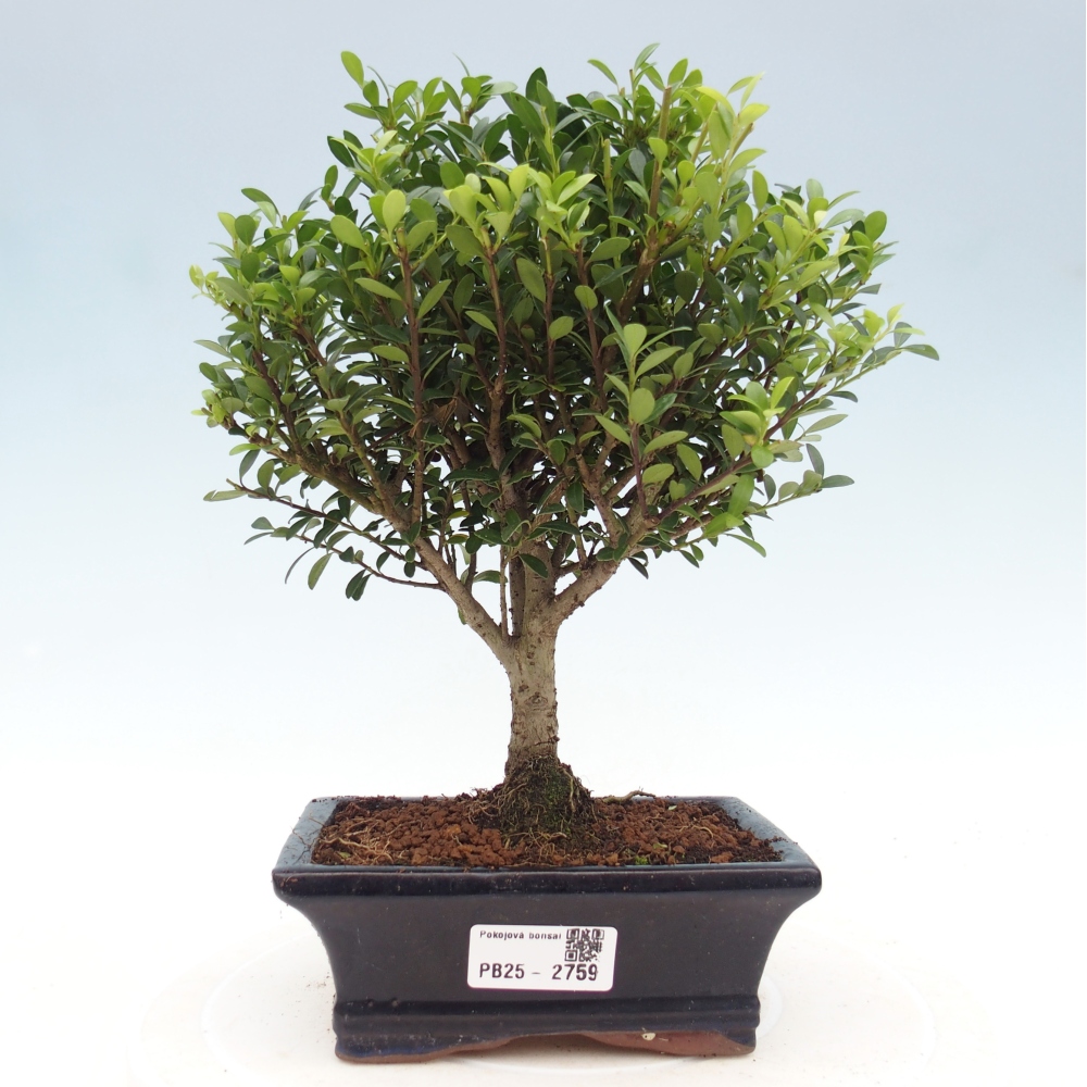Pokojová bonsai - Ilex crenata - Cesmína
