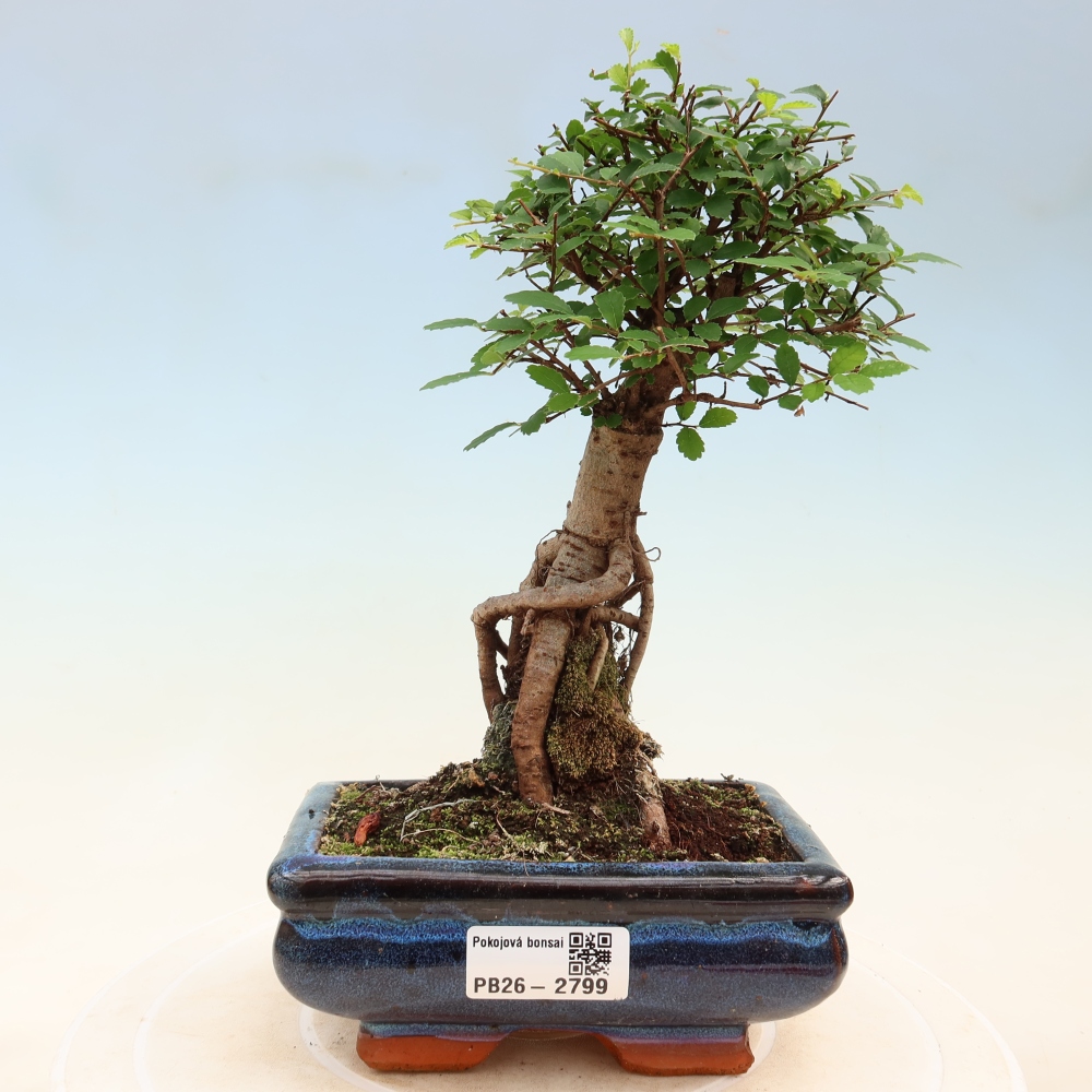 Pokojová bonsai - Ulmus parvifolia - Malolistý jilm