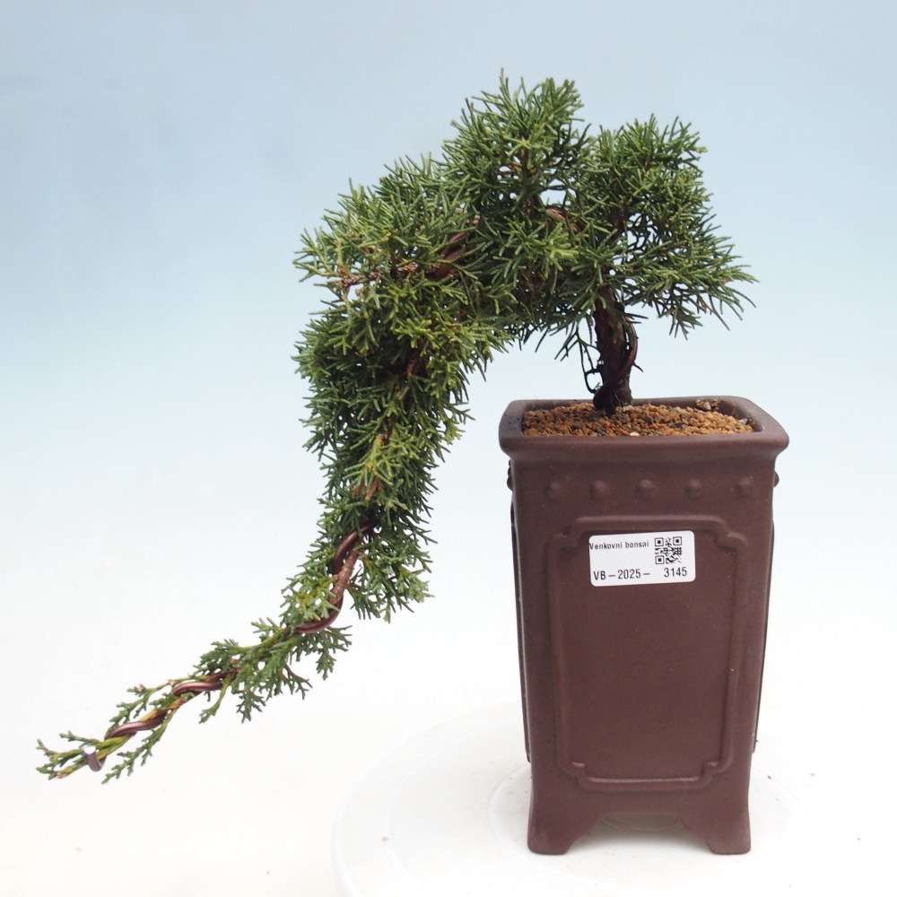 Venkovní bonsai - Juniperus chinensis Kishu -Jalovec čínský