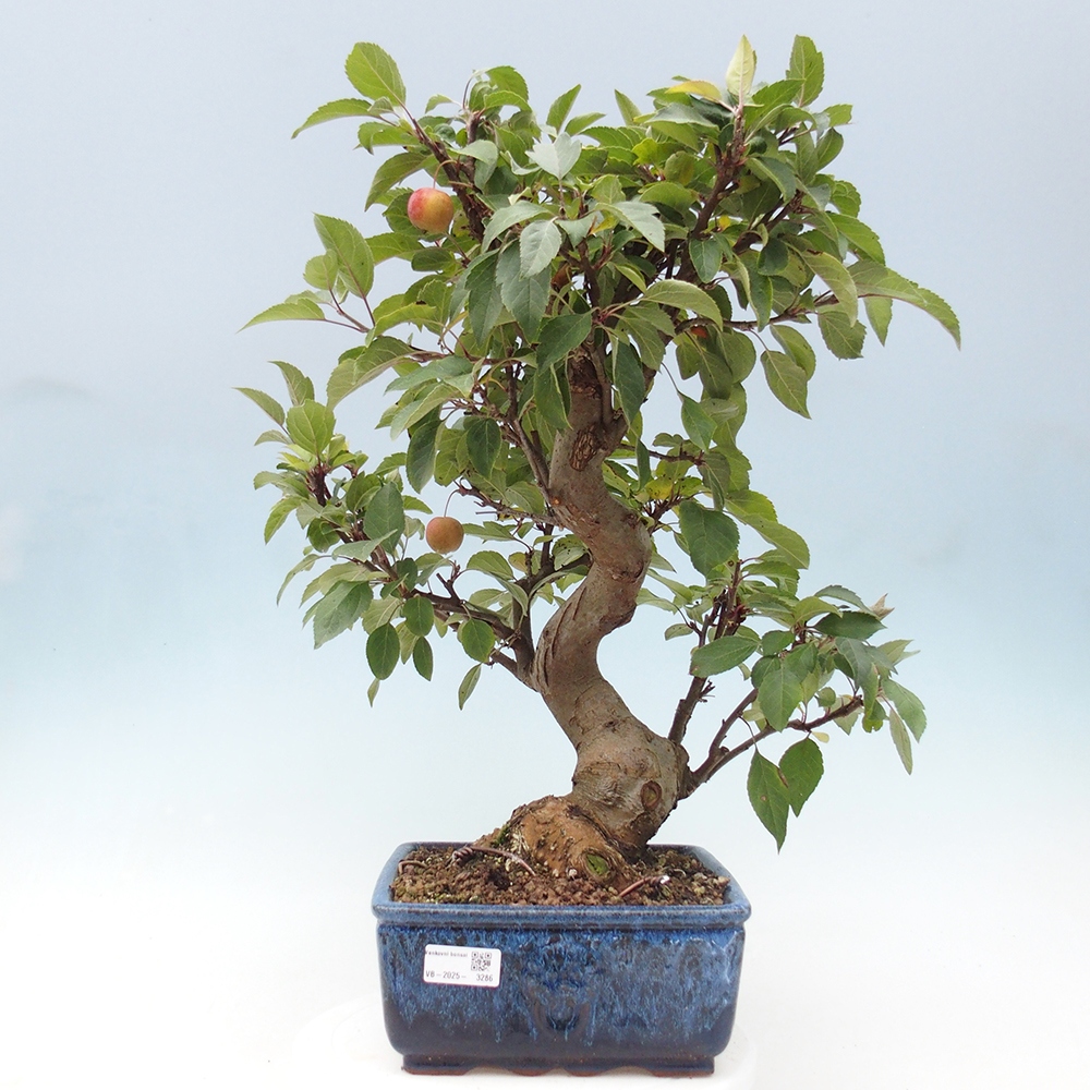 Venkovní bonsai -Malus halliana - Maloplodá jabloň