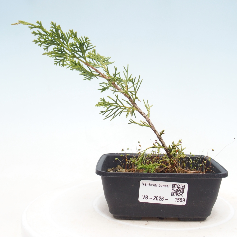 Venkovní bonsai - Juniperus chinensis Itoigawa -Jalovec čínský