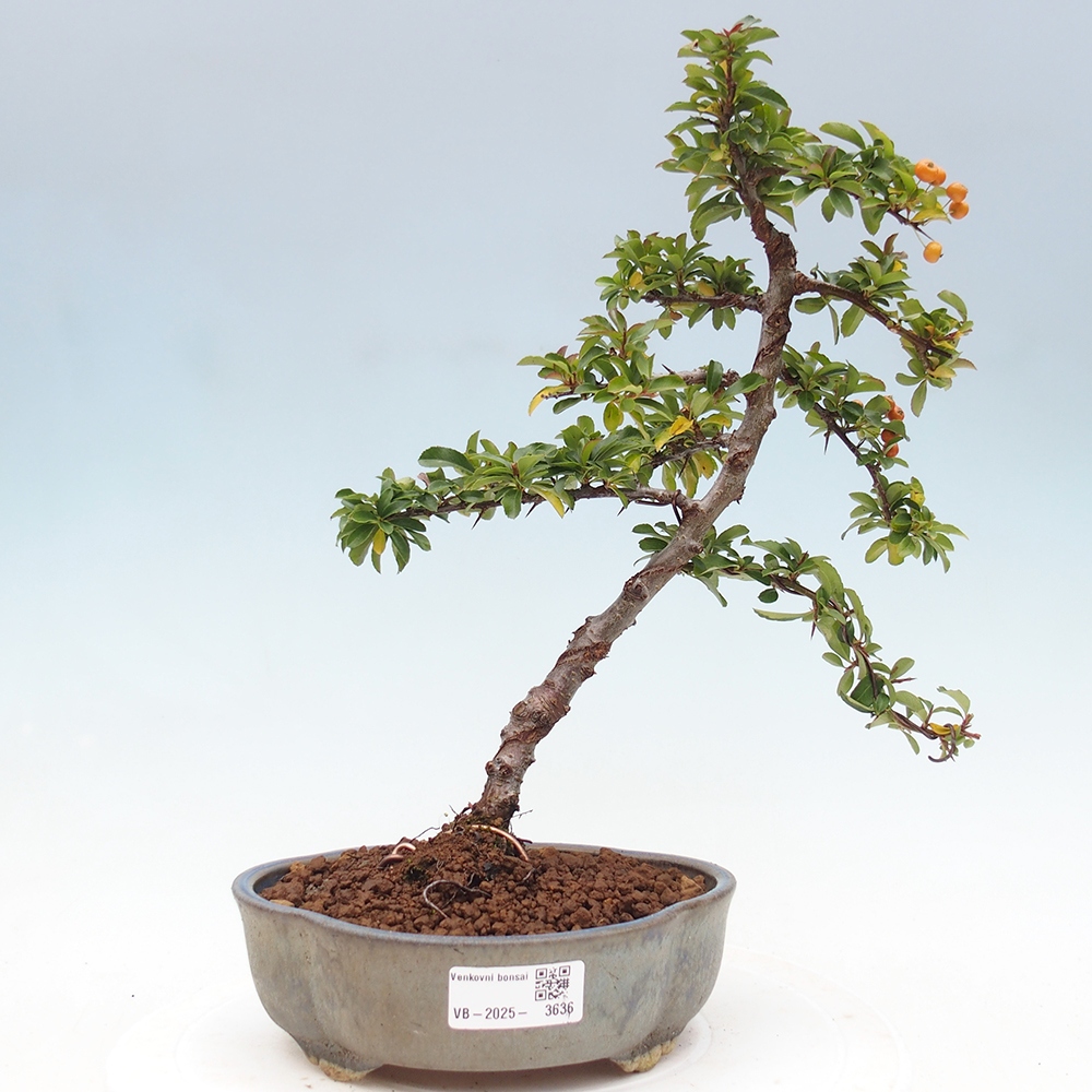 Venkovní bonsai-Pyracanta Teton -Hlohyně