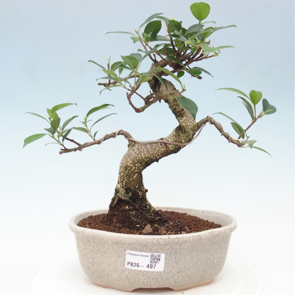 Pokojová bonsai - Ficus retusa -  malolistý fíkus