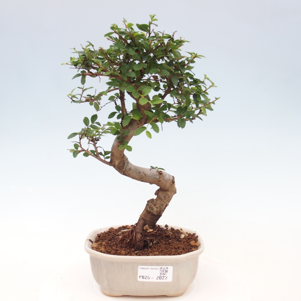 Pokojová bonsai-Malolistý jilm 