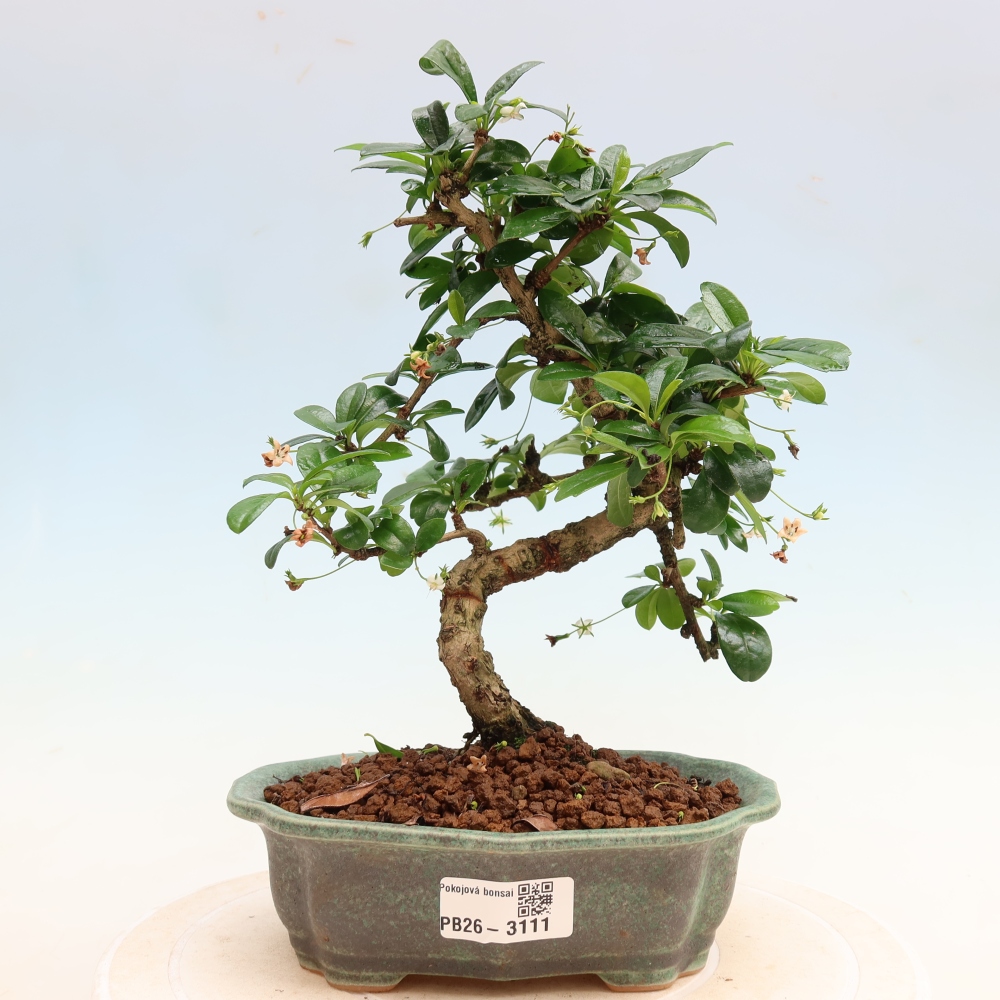 Pokojová bonsai - Carmona macrophylla - Čaj fuki