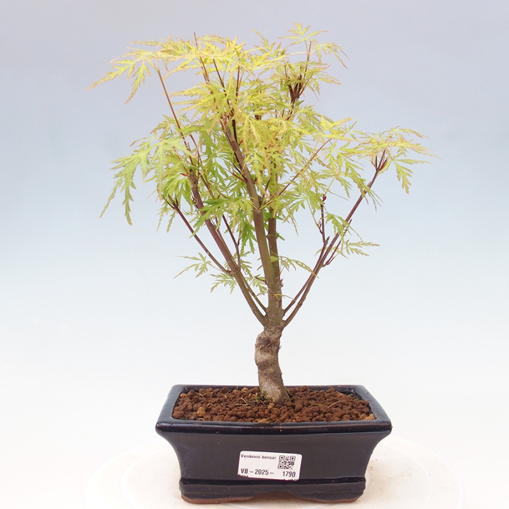 Venkovní bonsai - Acer palmatum Dissectum - Javor dlanitolistý 