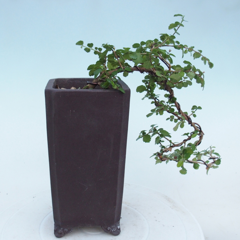Pokojová bonsai - Grewia sp. - Grewie malolistá