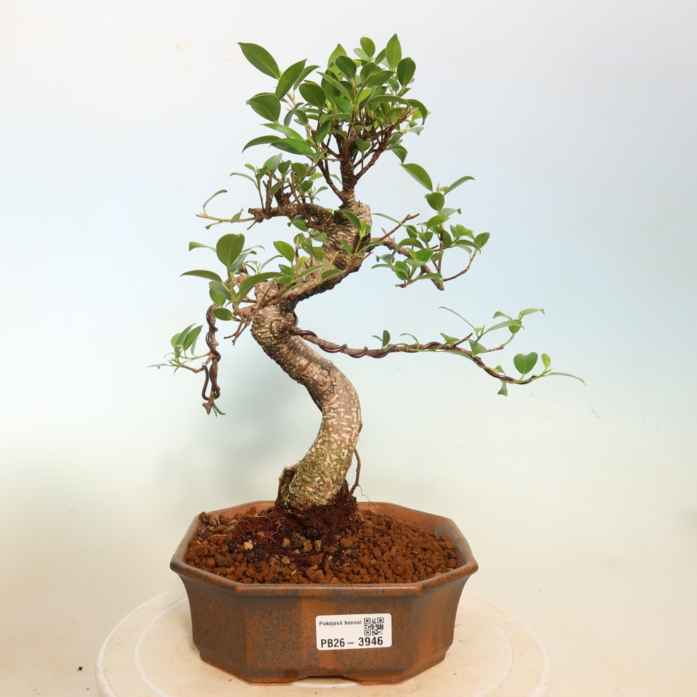 Pokojová bonsai - Ficus kimmen -  malolistý fíkus