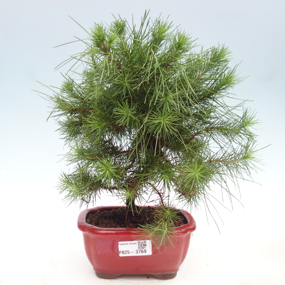 Pokojová bonsai-Pinus halepensis-Borovice alepská