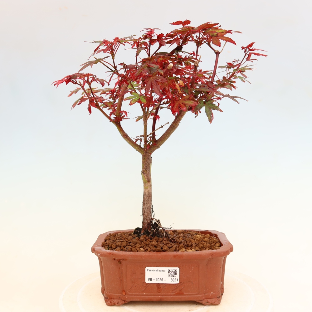 Venkovní bonsai -Javor dlanitolistý  - Acer palmatum Berry Broom 