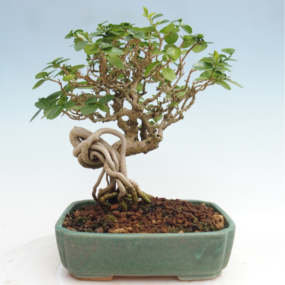 Pokojová bonsai - Premna serratifolia  - Kozlovoň malolistá