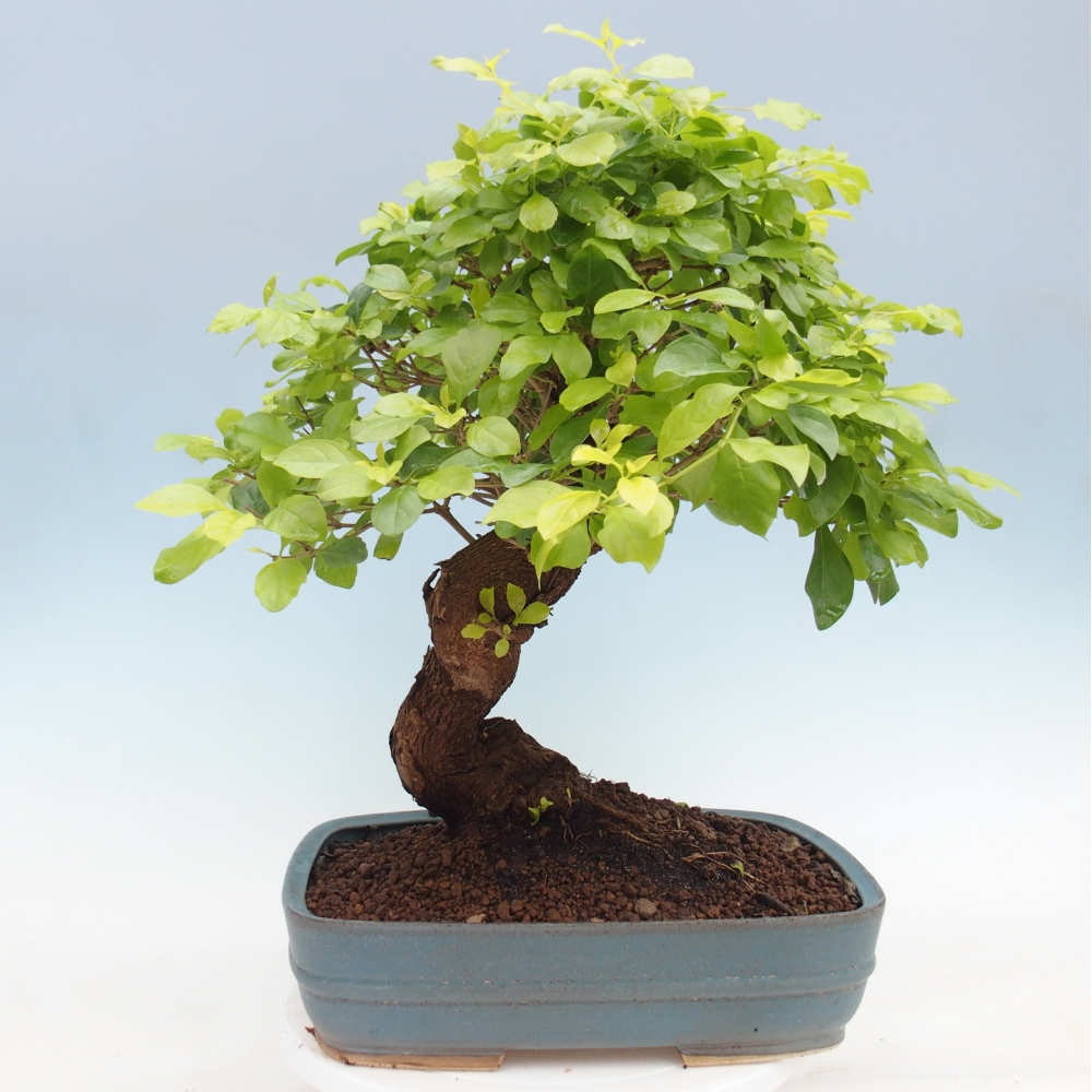 Pokojová bonsai - Duranta erecta Aurea - POUZE OSOBNÍ ODBĚR nebo paletová přeprava