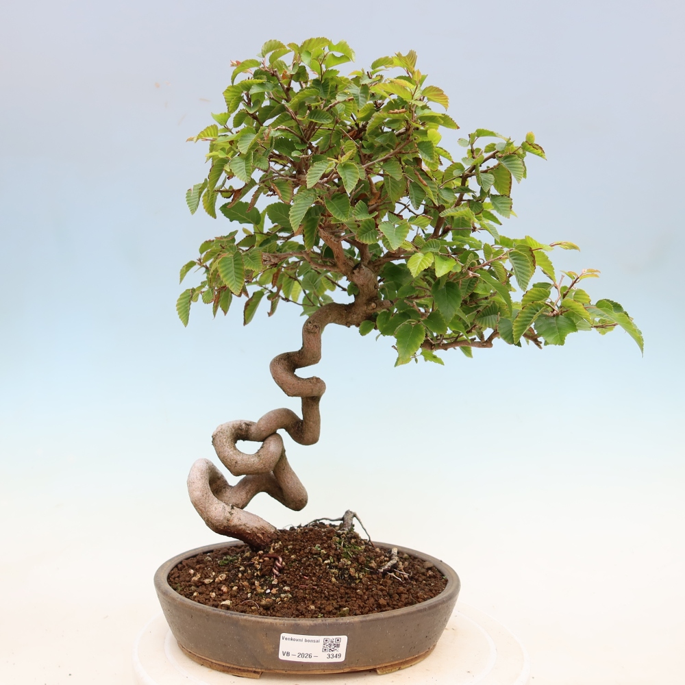 Venkovní bonsai -Carpinus Coreana - Habr korejský