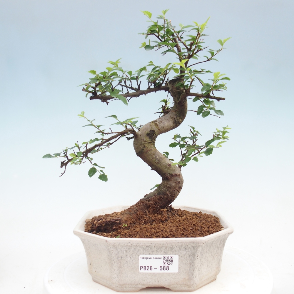 Pokojová bonsai - Ulmus parvifolia - Malolistý jilm