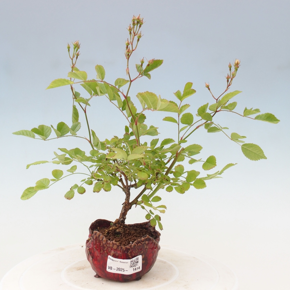 Venkovní bonsai - Rosa sp. - malokvětá růže