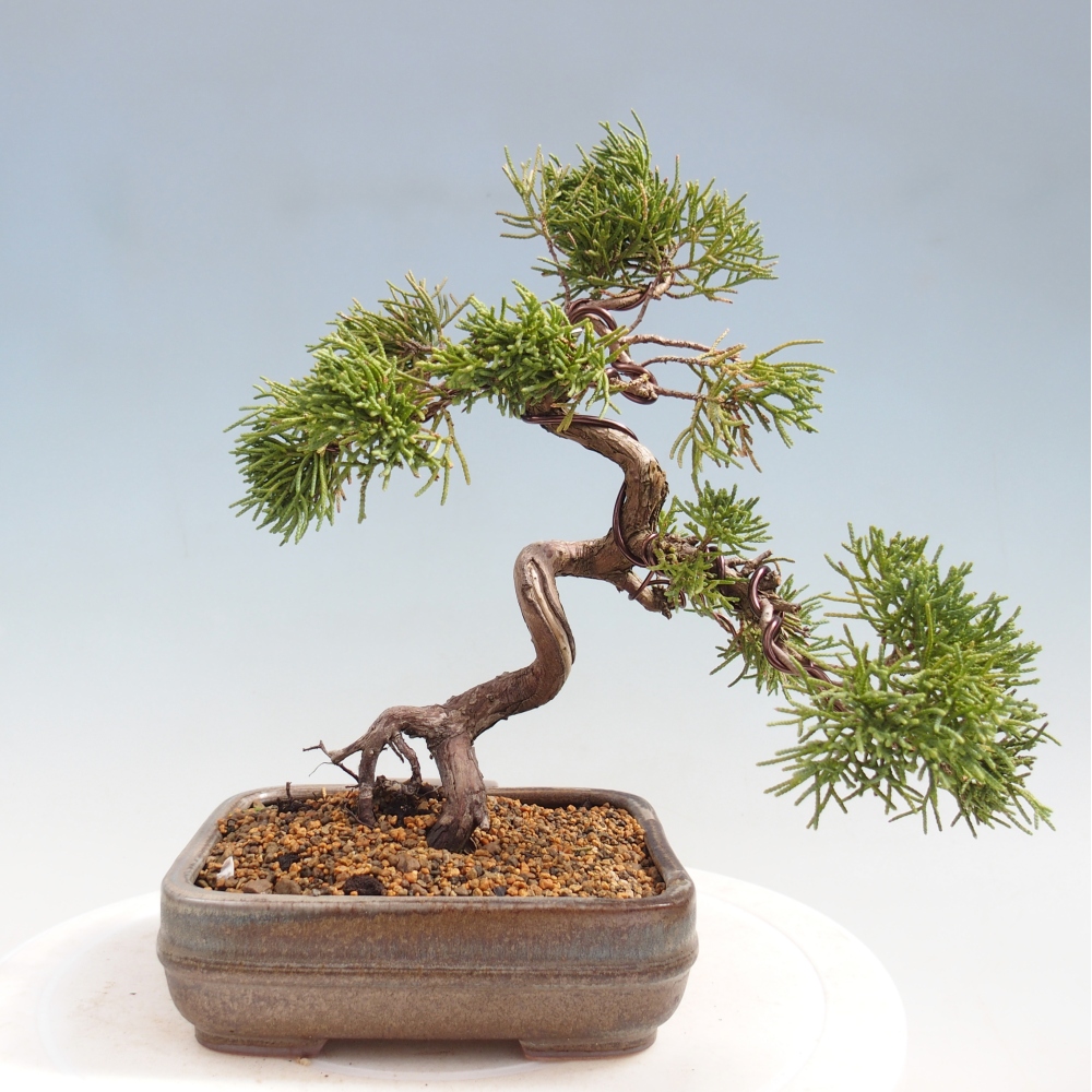 Venkovní bonsai - Juniperus chinensis Kishu -Jalovec čínský