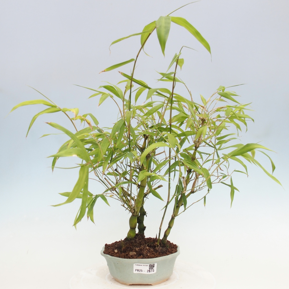 Pokojová bonsai - Bambus budha-Bambus budhovo břicho