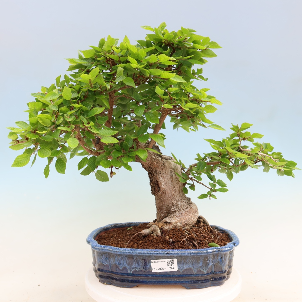 Venkovní bonsai -Carpinus Coreana - Habr korejský