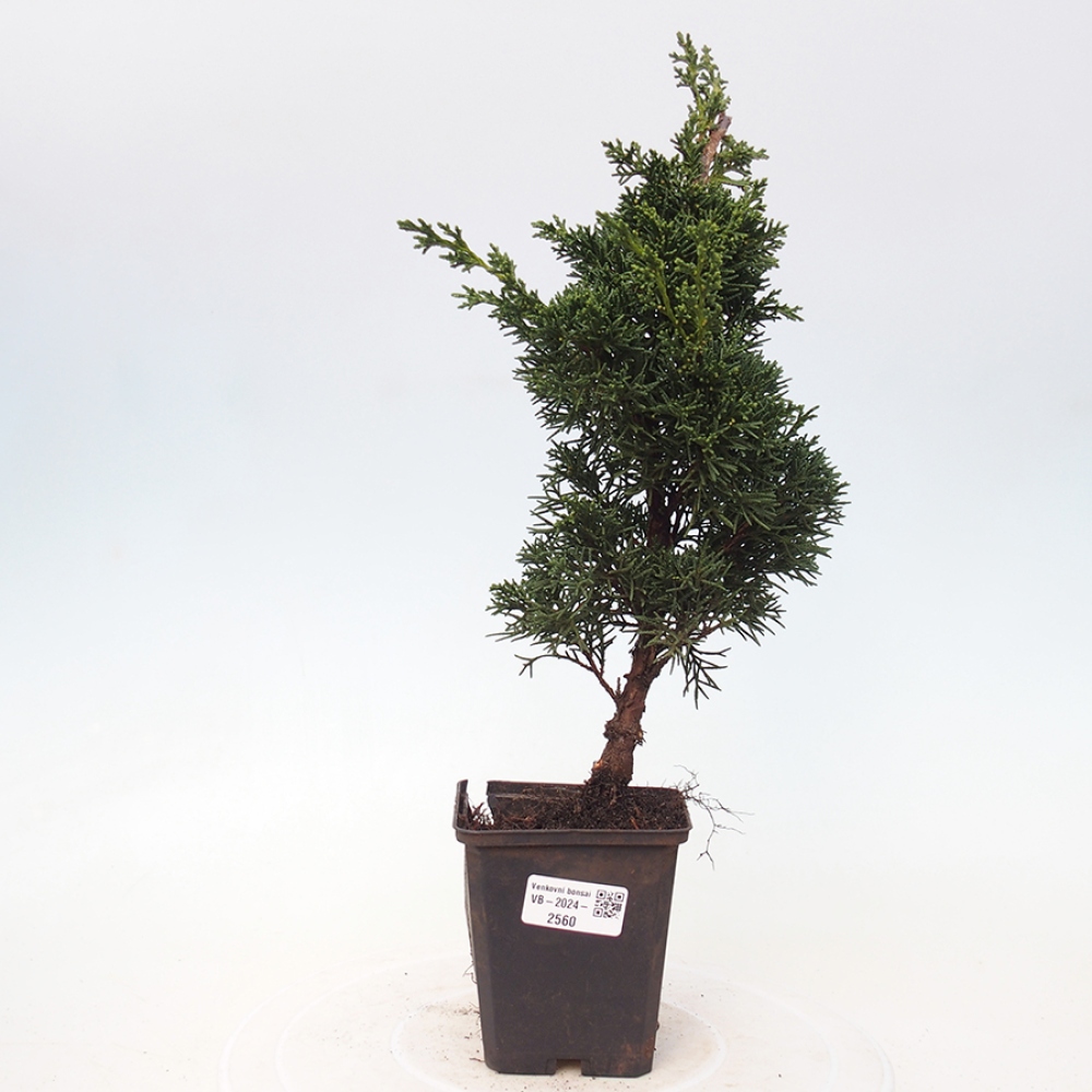 Venkovní bonsai - Juniperus chinensis Kishu -Jalovec čínský