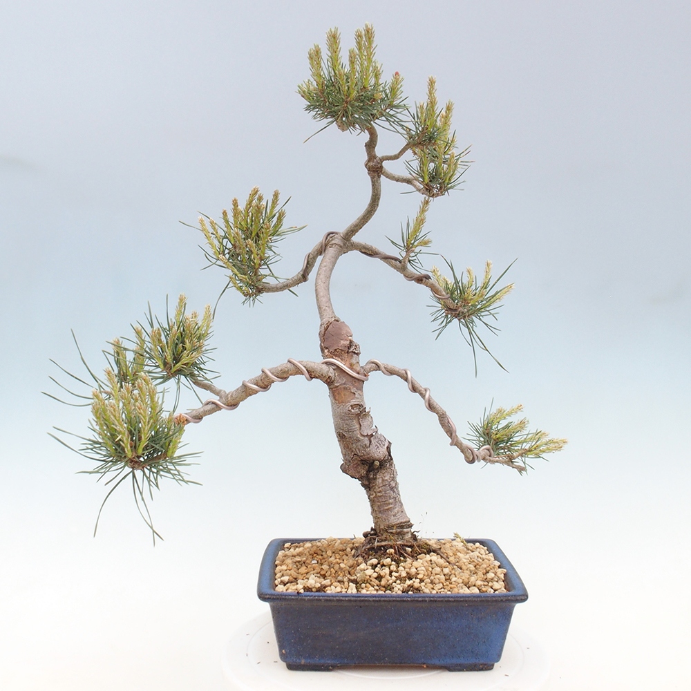Venkovní bonsai - Pinus Sylvestris Watererri - Borovice lesní
