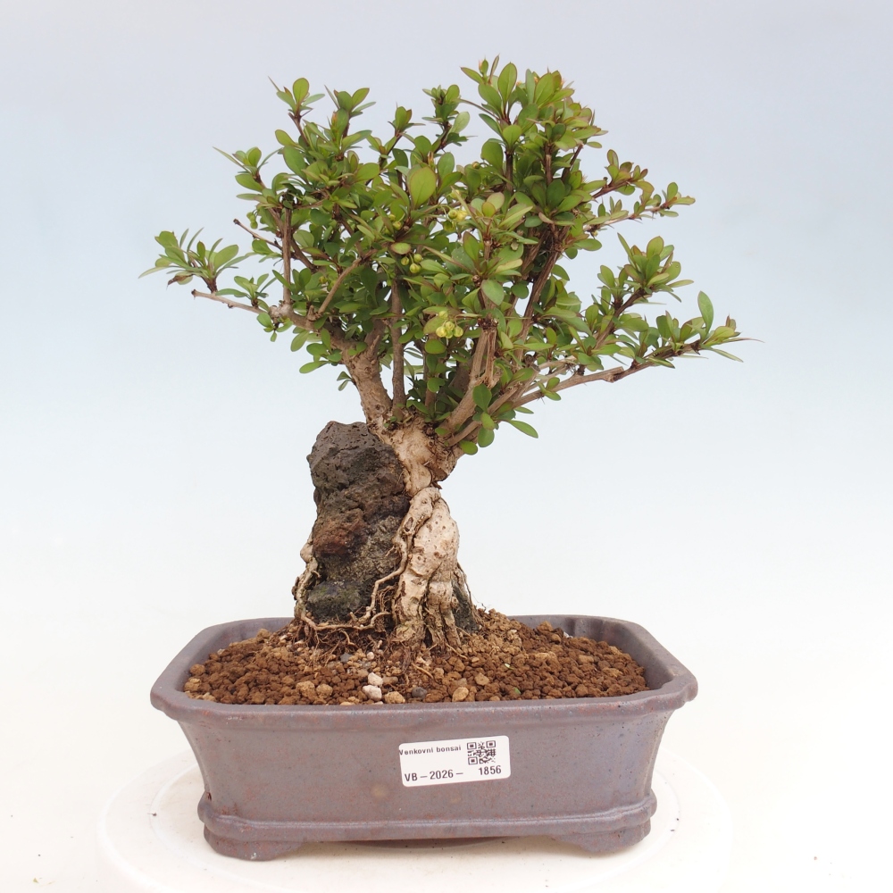 Venkovní bonsai - Berberis coreana - Dřištál korejský