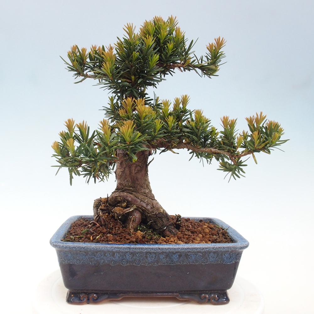Venkovní bonsai - Taxus cuspidata  - Tis japonský