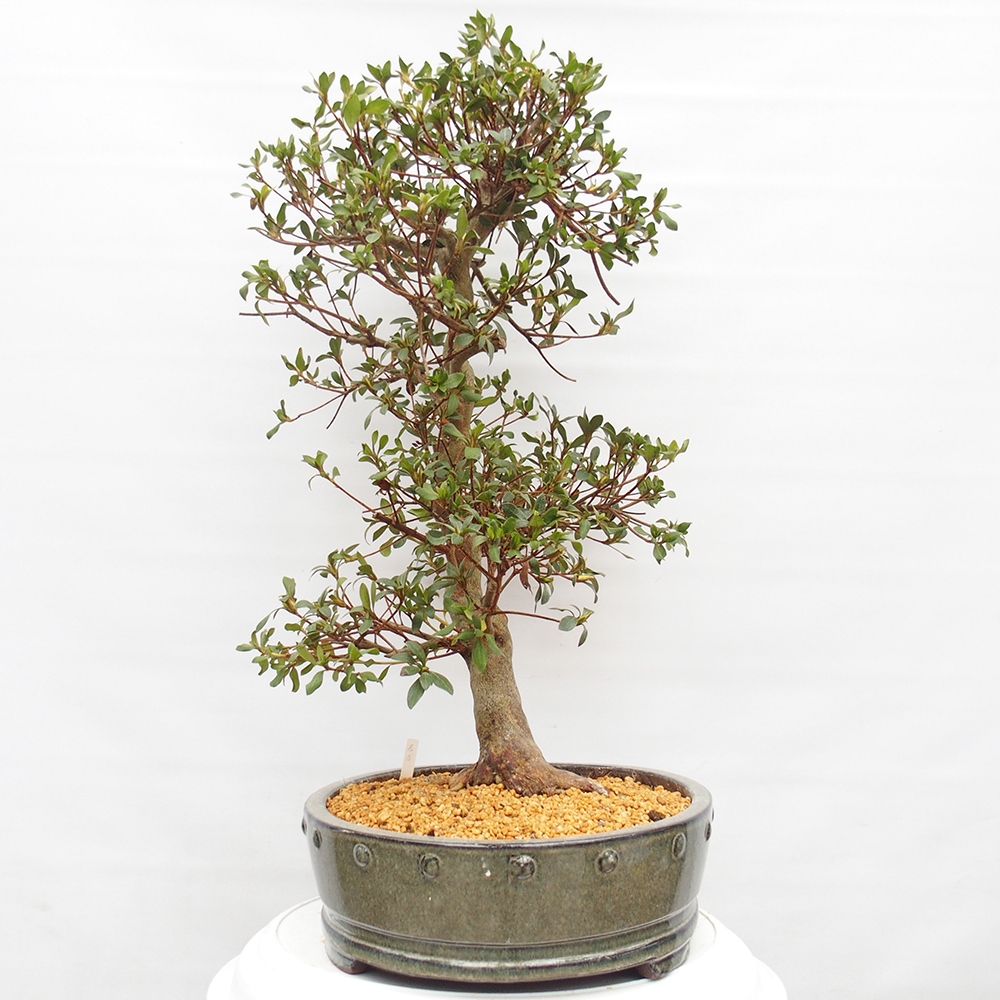 Venkovní bonsai - Japonská azalka - Azalea Ruka