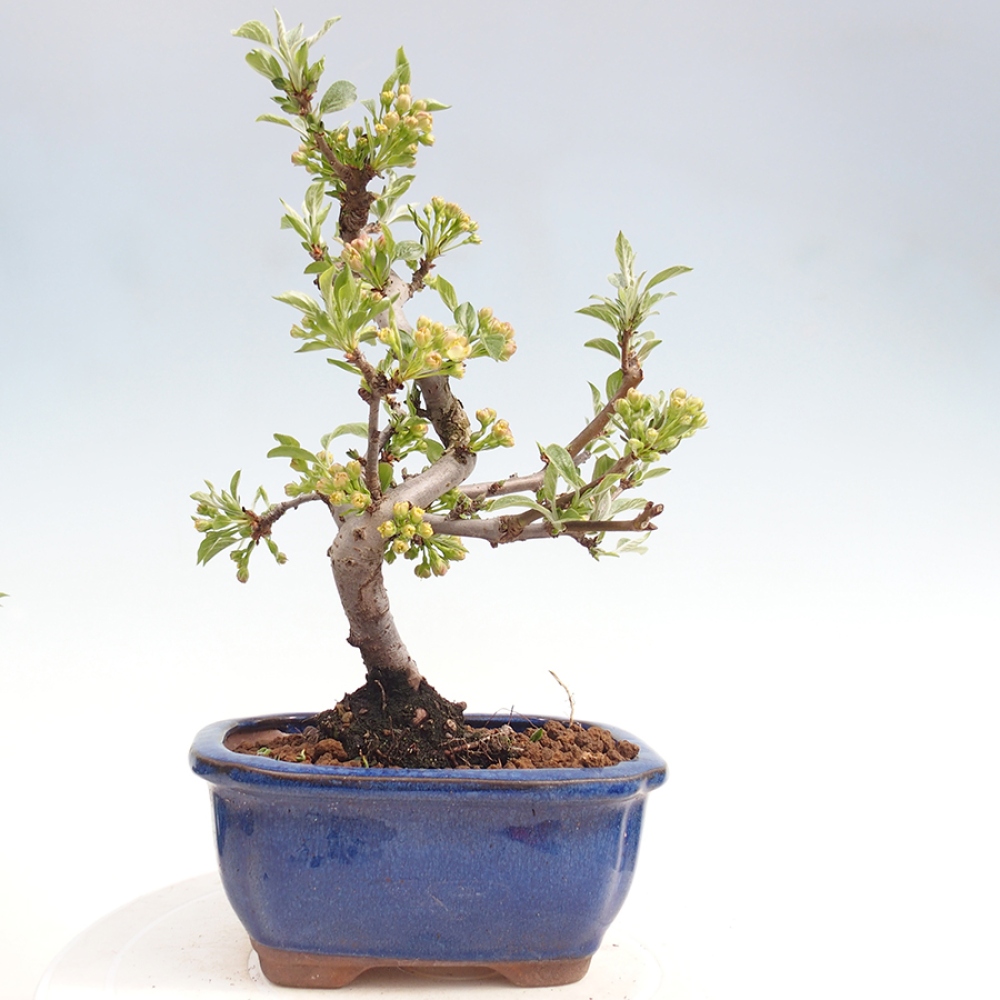 Venkovní bonsai - Malus sargentii -  Maloplodá jabloň