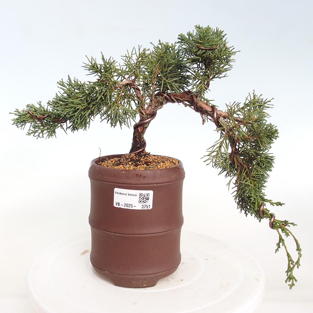 Venkovní bonsai - Juniperus chinensis Kishu -Jalovec čínský