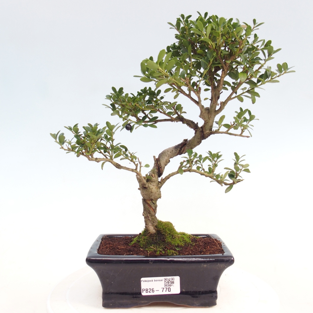 Pokojová bonsai - Ilex crenata - Cesmína