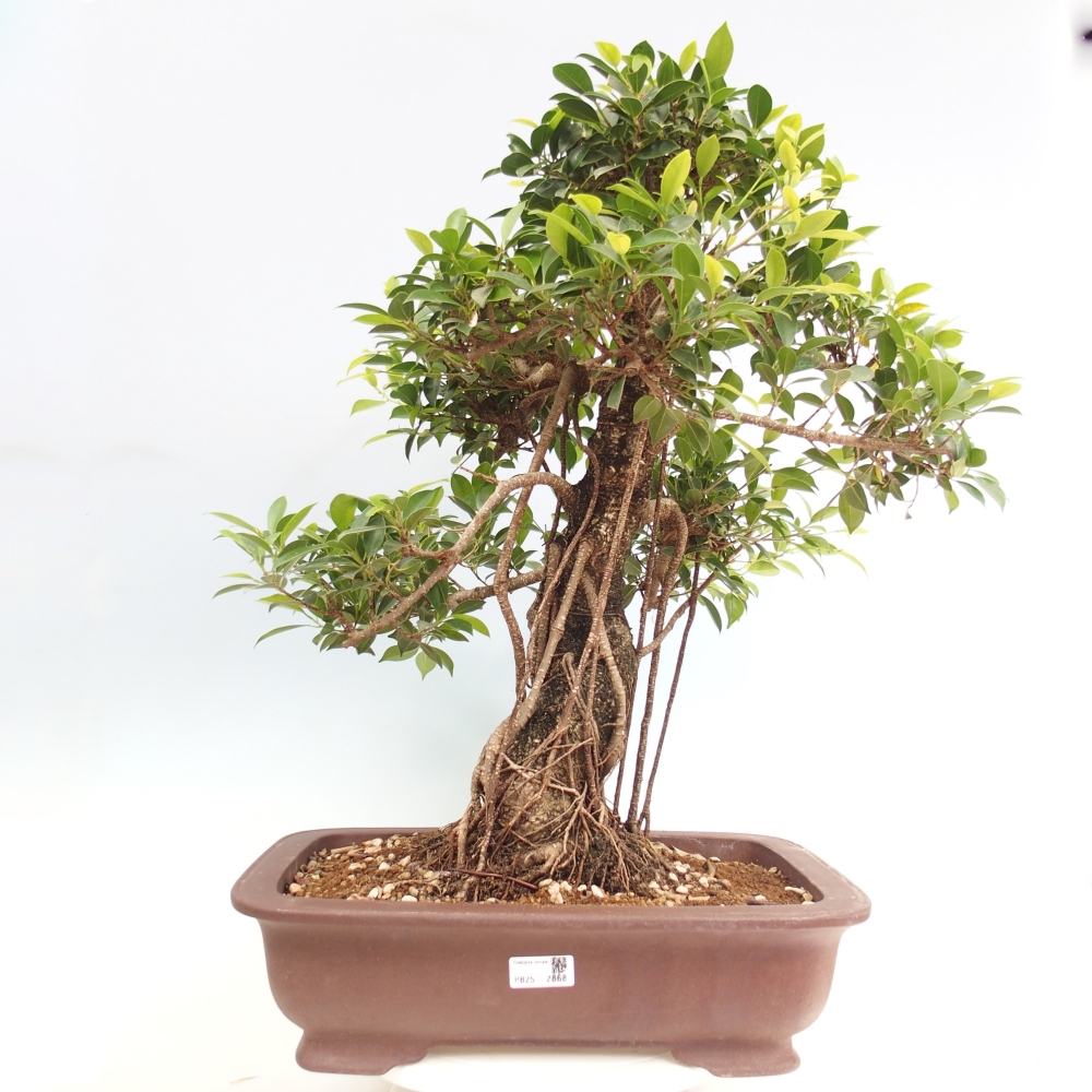 Pokojová bonsai - Ficus kimmen -  malolistý fíkus - POUZE OSOBNÍ ODBĚR nebo paletová přeprava