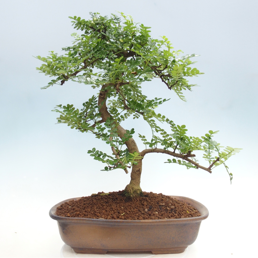 Pokojová bonsai - Zantoxylum piperitum - pepřovník