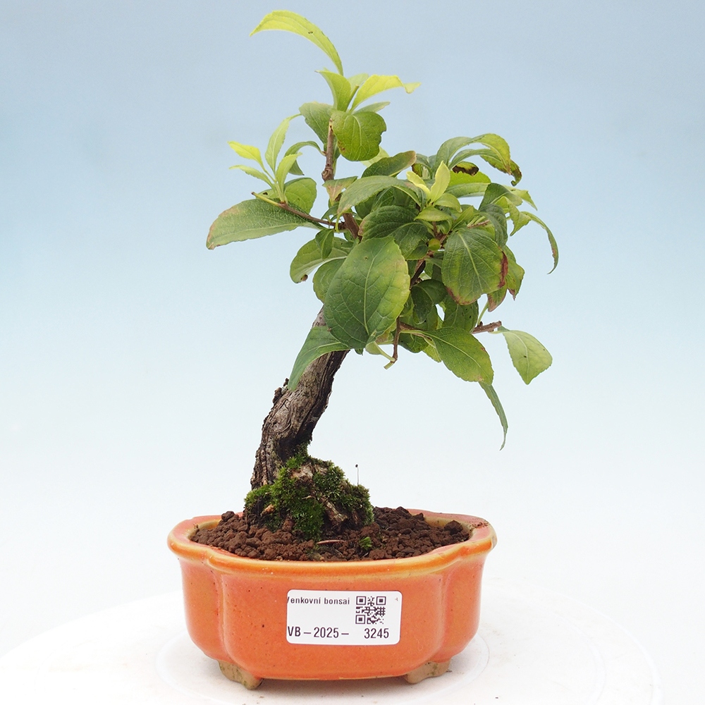Venkovní bonsai - Celastrus  orbiculatus - Jesenec okrouhlolistý