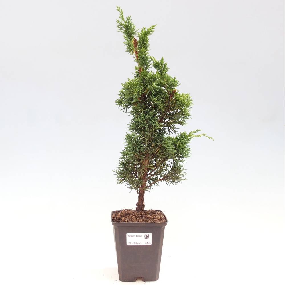 Venkovní bonsai - Juniperus chinensis Kishu -Jalovec čínský