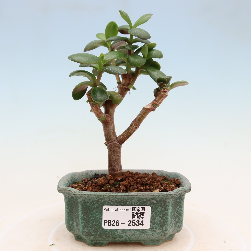 Pokojová bonsai - Portulakaria Afra - Tlustice