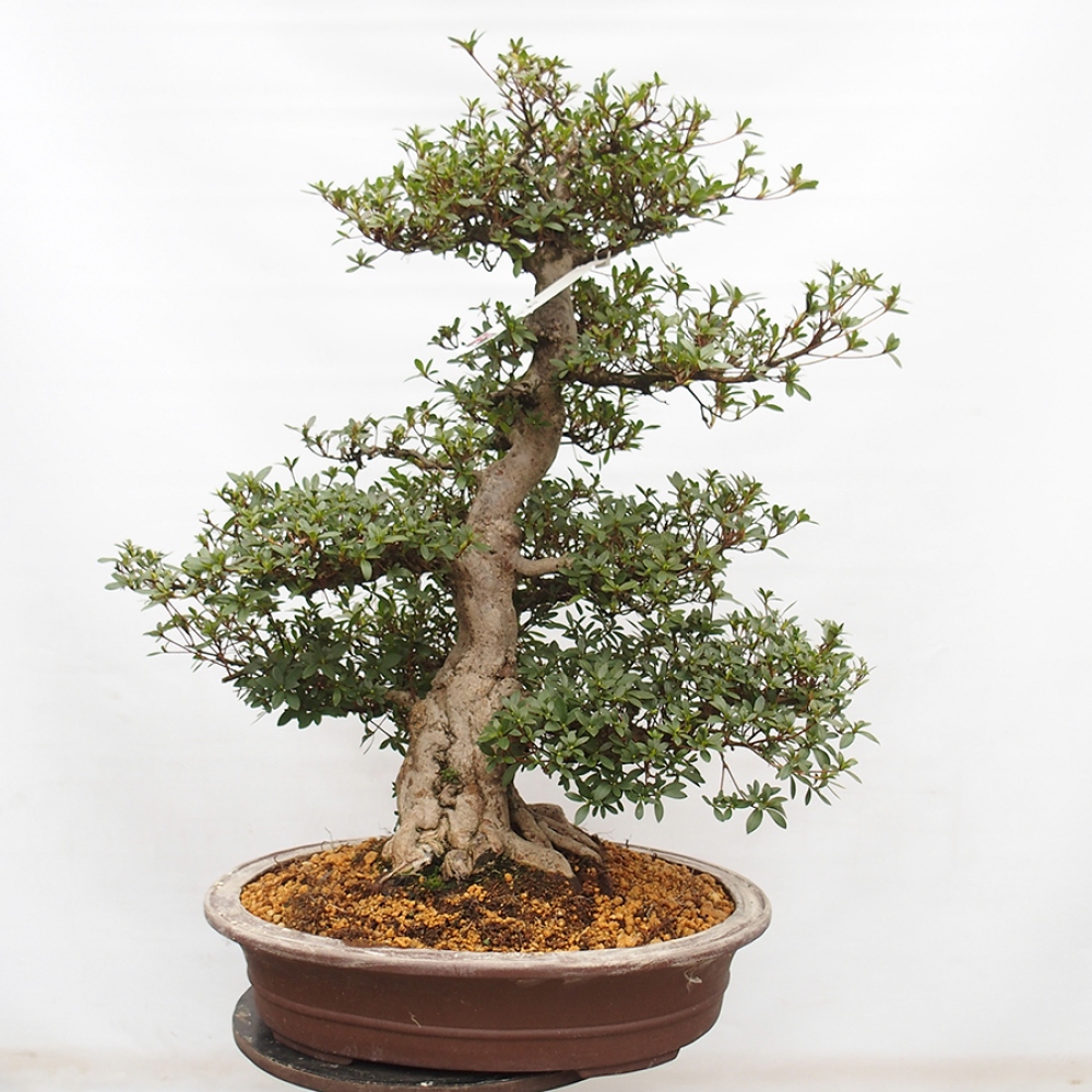 Venkovní bonsai - Japonská azalka - Azalea Byakuren