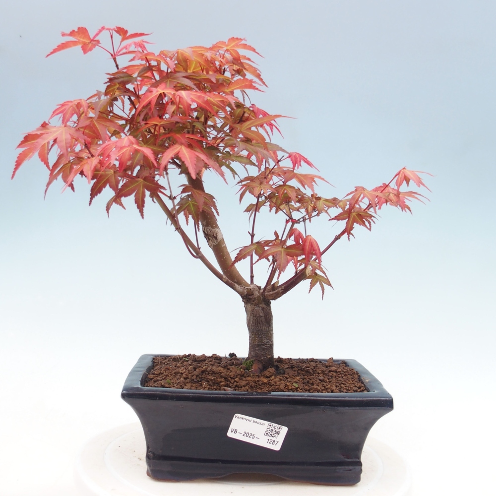Venkovní bonsai - Javor dlanitolistý - Acer palmatum DESHOJO