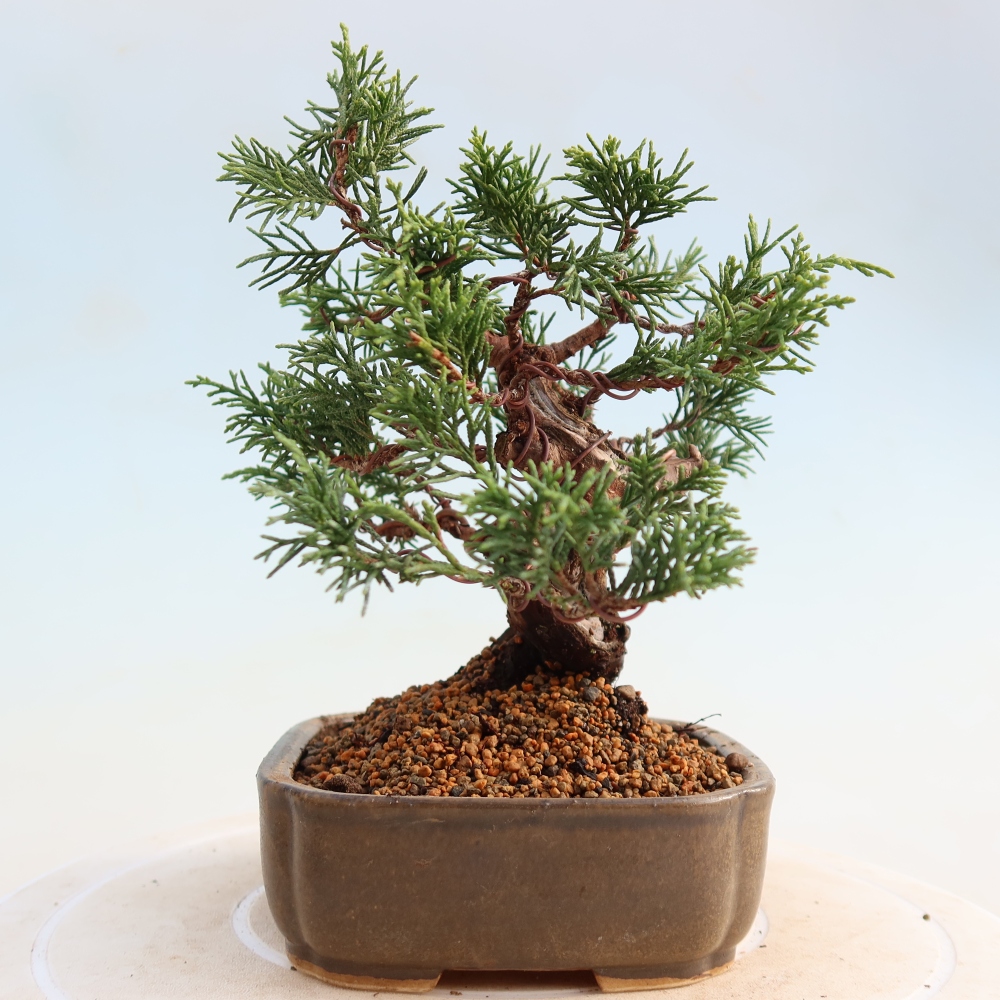 Venkovní bonsai - Juniperus chinensis Itoigawa -Jalovec čínský