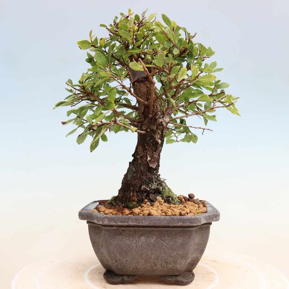 Venkovní bonsai - Zelkova - Zelkova NIRE