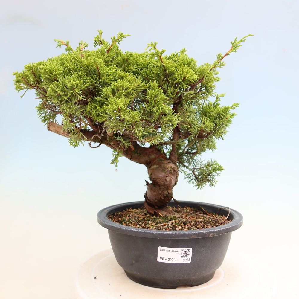 Venkovní bonsai - Juniperus chinensis Itoigawa-Jalovec čínský