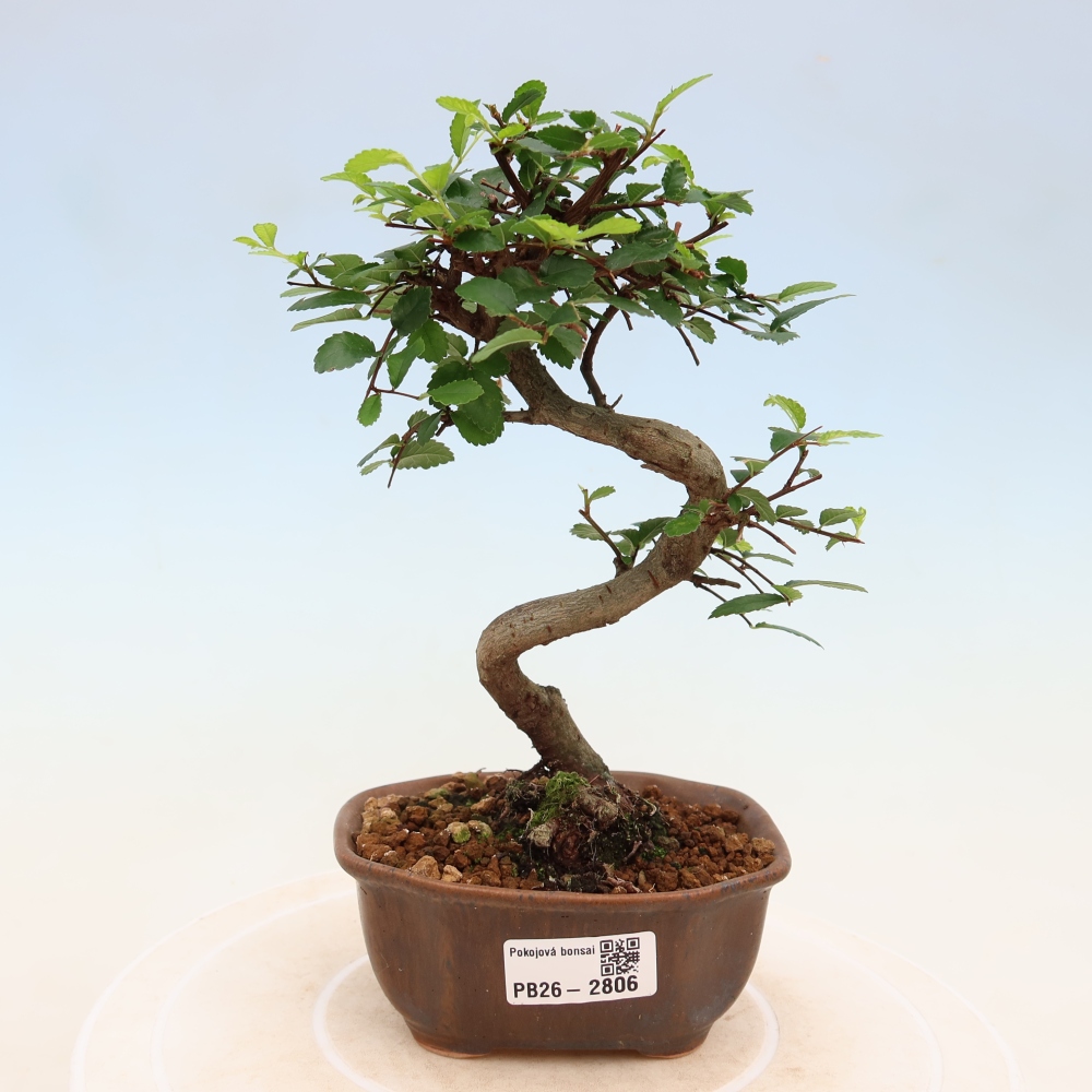 Pokojová bonsai - Ulmus parvifolia - Malolistý jilm