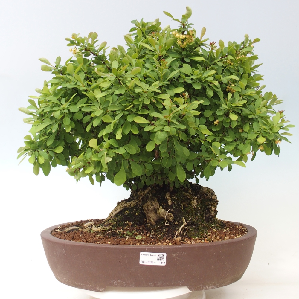 Venkovní bonsai - Dřišťál - Berberis thunbergii atropurpurea