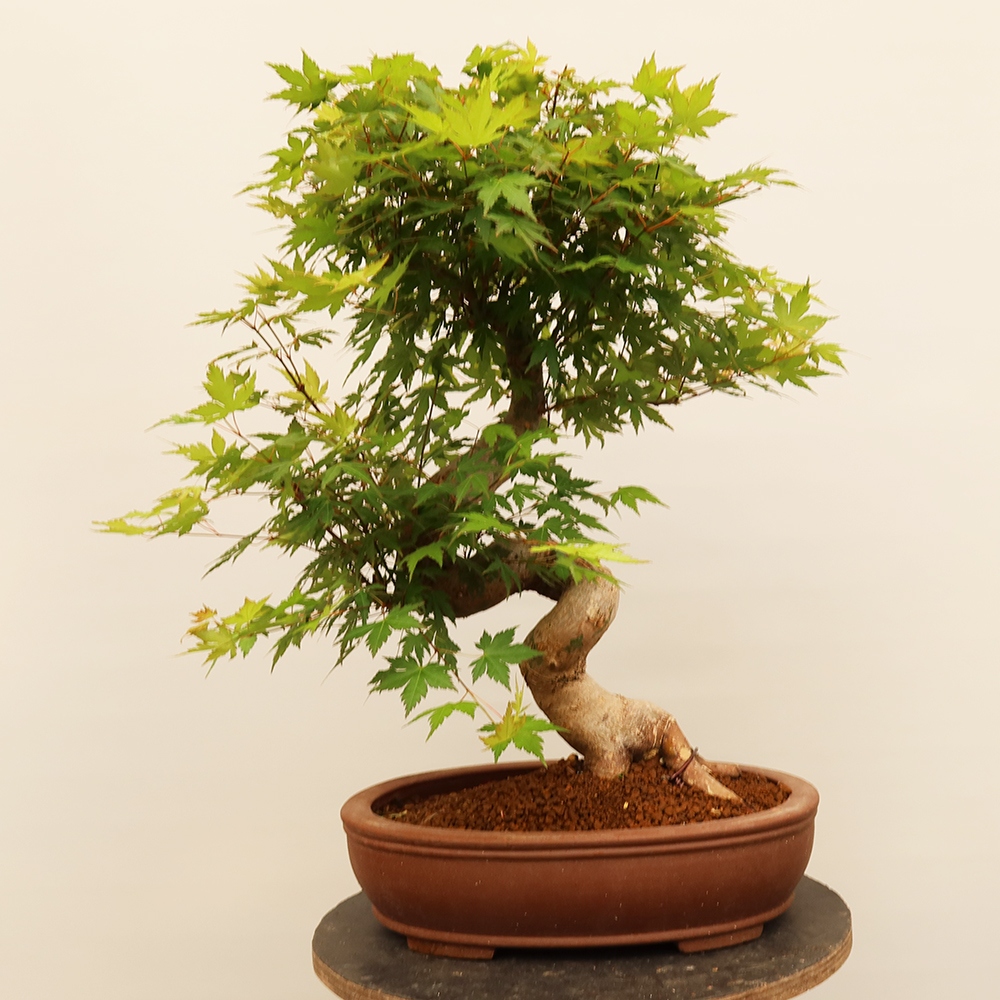 Venkovní bonsai - Javor palmatum  - Javor dlanitolistý